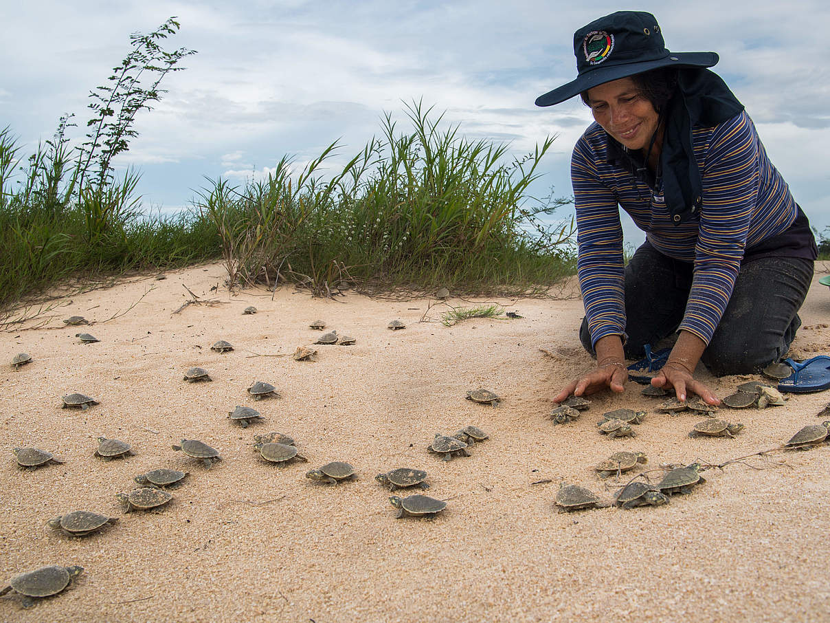 Lehrerin und Koordinatorin Lola Salvatierra hilft frisch geschlüpften Arrausschildkroeten aus dem Nest © Jaime Rojo / WWF US