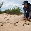 Lehrerin und Koordinatorin Lola Salvatierra hilft frisch geschlüpften Arrausschildkroeten aus dem Nest © Jaime Rojo / WWF US
