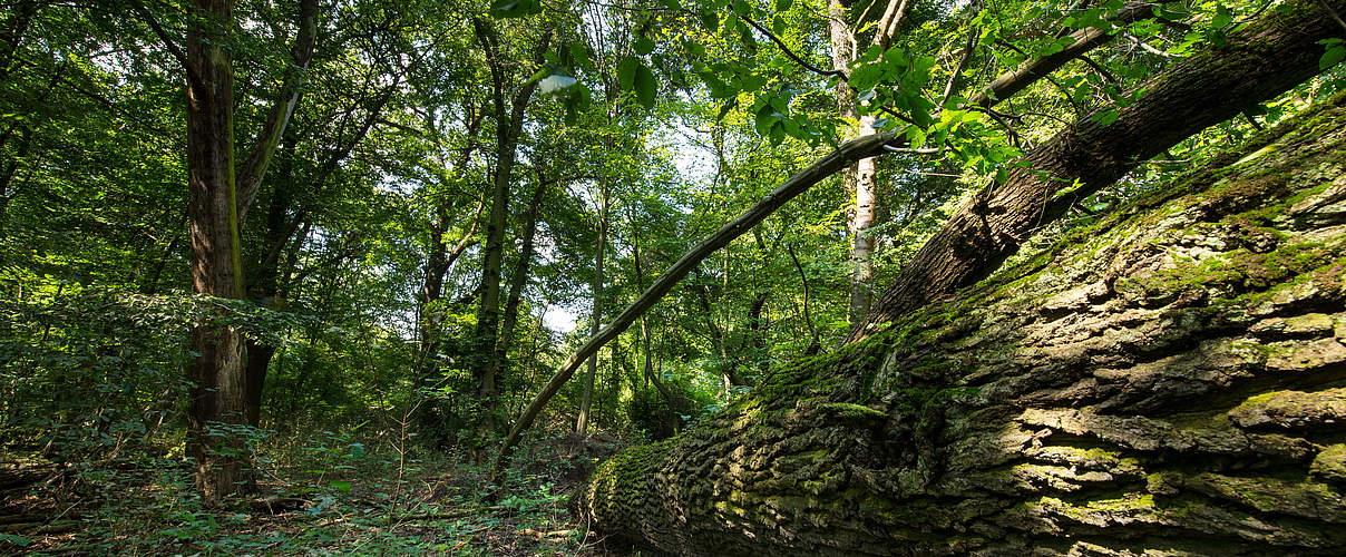 Mittlere Elbe mit gefälltem Baum © Ralph Frank / WWF