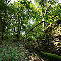 Mittlere Elbe mit gefälltem Baum © Ralph Frank / WWF