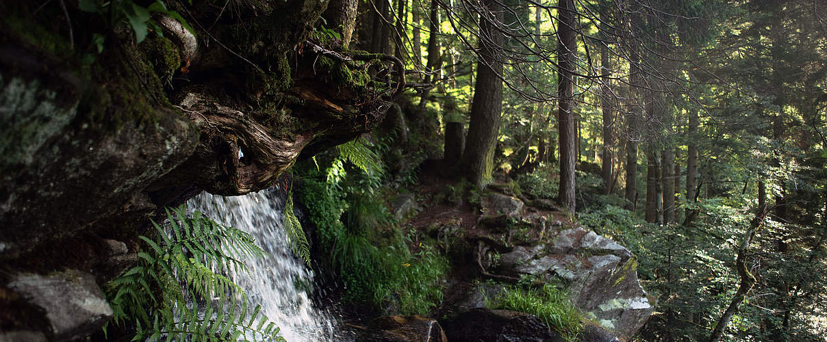 Ursprüngliche Natur im Bannwald im Südschwarzwald © Claudia Nir / WWF