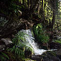 Ursprüngliche Natur im Bannwald im Südschwarzwald © Claudia Nir / WWF