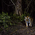 Ein Tiger fotografiert mit einer Kamerafalle in Nepal © Emmanuel Rondeau / WWF-US