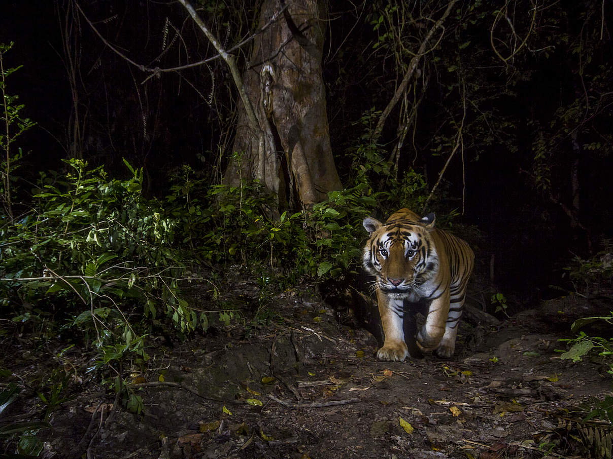 Ein Tiger fotografiert mit einer Kamerafalle in Nepal © Emmanuel Rondeau / WWF-US