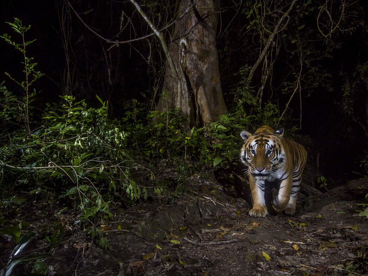 Ein Tiger fotografiert mit einer Kamerafalle in Nepal © Emmanuel Rondeau / WWF-US