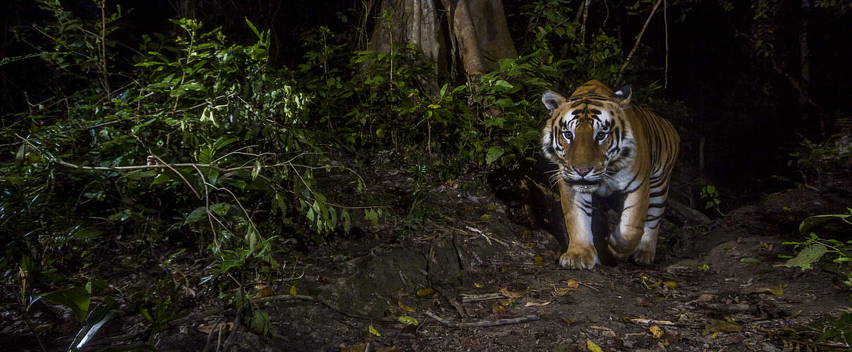 Ein Tiger fotografiert mit einer Kamerafalle in Nepal © Emmanuel Rondeau / WWF-US