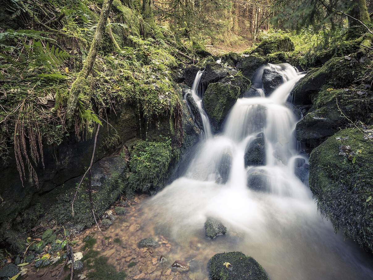 Bach im Schwarzwald