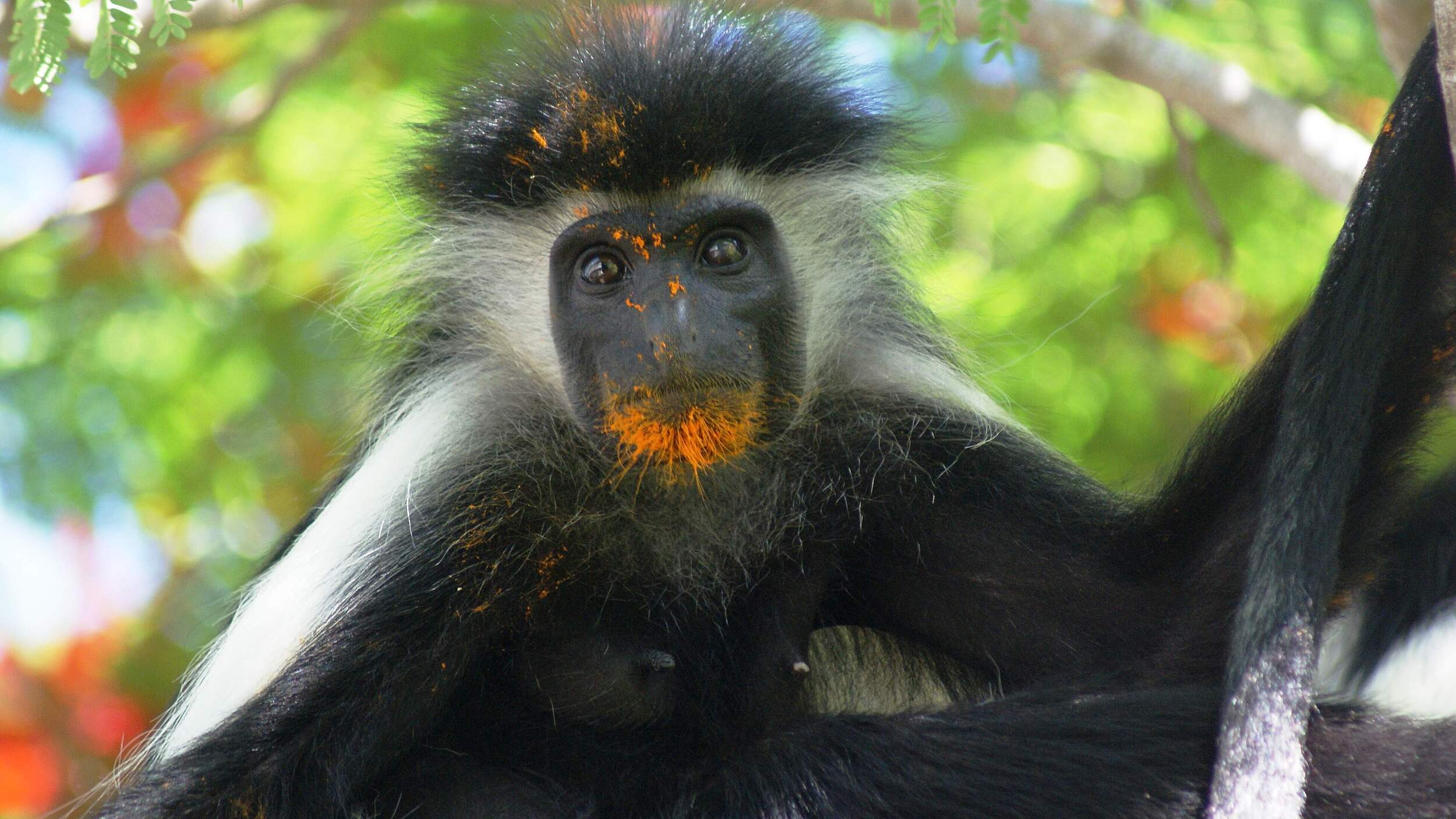 Colobus Stummelaffe mit einem Pollen-Bart © Andrea Donaldson