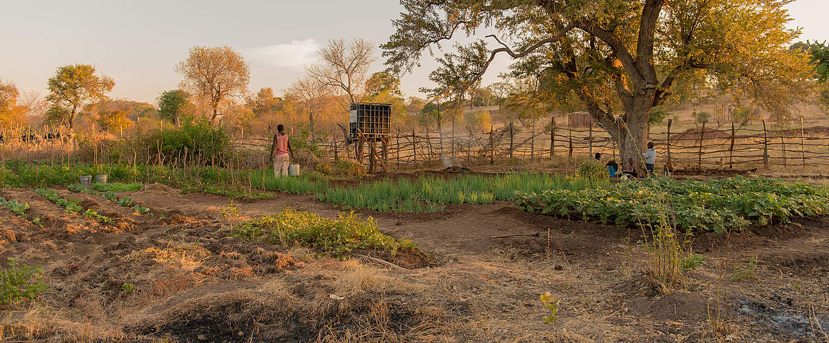 Ein Dorfgarten im afrikanischen Sambia © Gareth Bentley / WWF-US