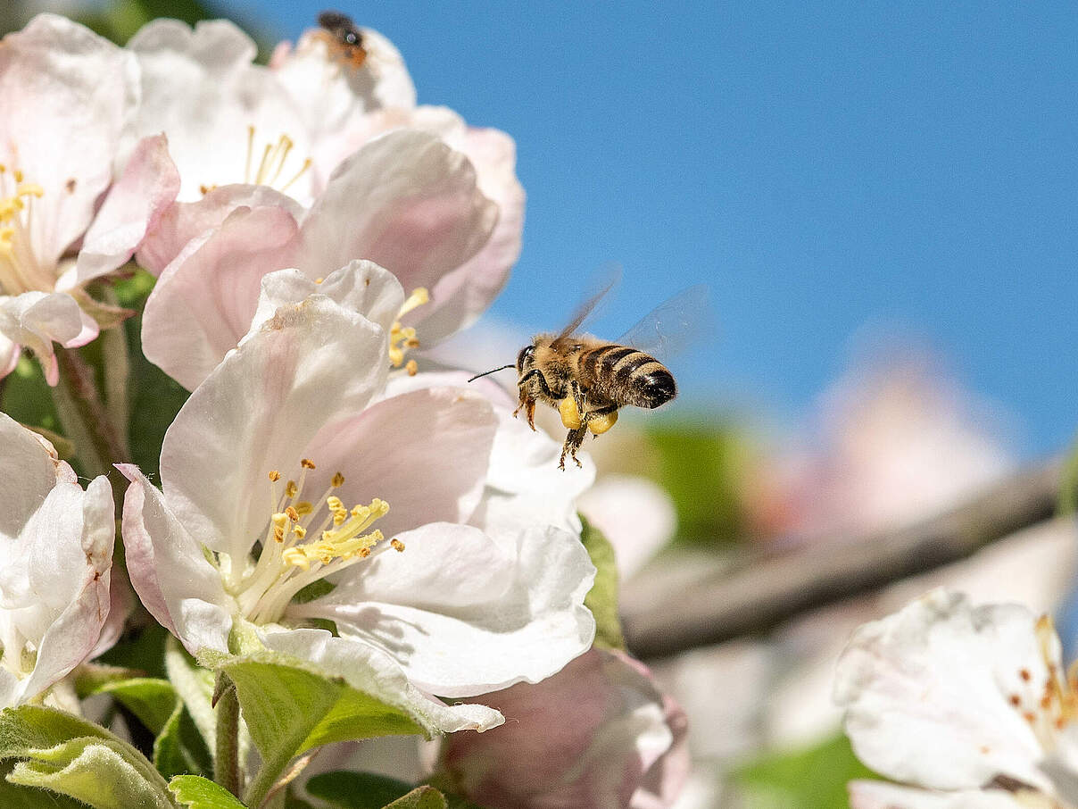 Honigbiene © Claudia Nir / WWF
