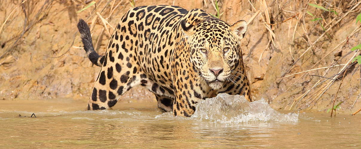 Jaguar in Brasilien © Aline Santana da Hora / WWF-Brazil