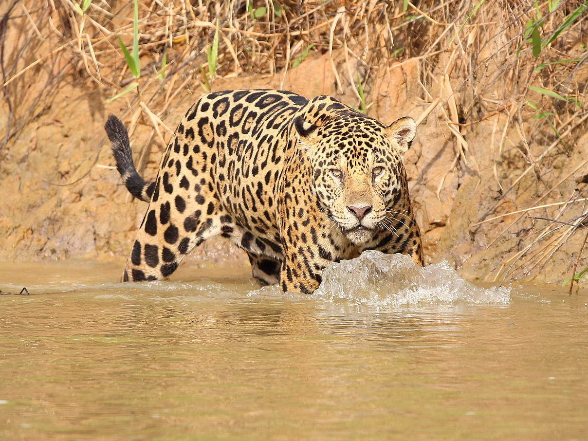 Jaguar in Brasilien © Aline Santana da Hora / WWF-Brazil