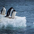 Pinguine © Nick Dale / iStock / Getty Images