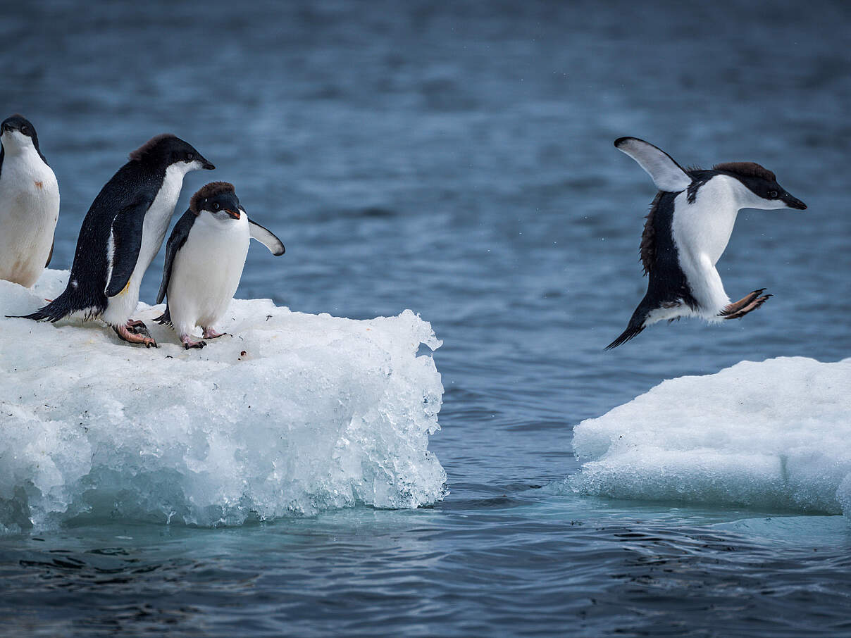 Pinguine © Nick Dale / iStock / Getty Images