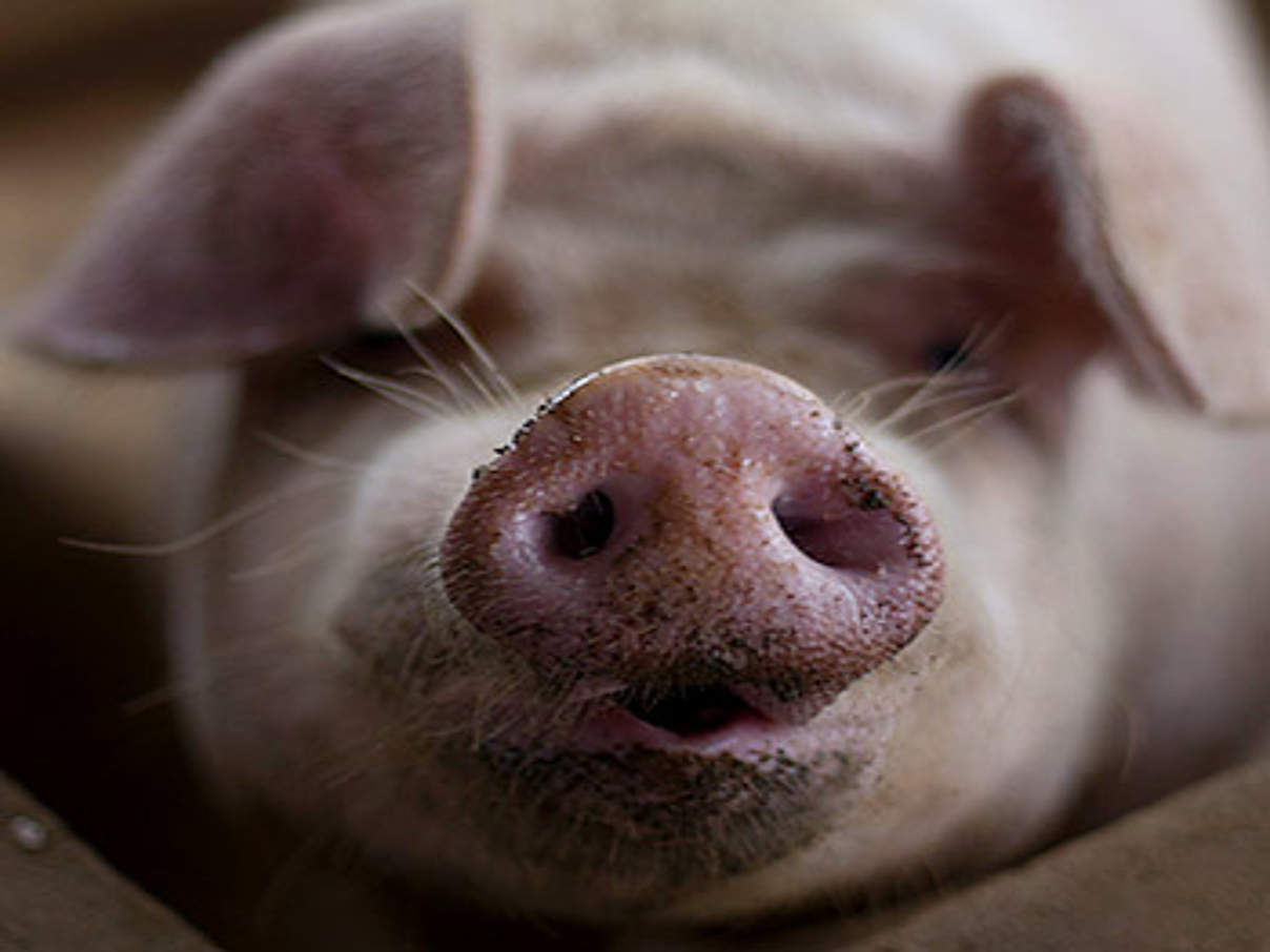 350 Schwein c IStock Getty Images