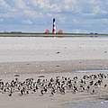 Das Wattenmeer ist ein wichtiger Rastplatz für Vögel ©Hans-Ulrich Rösner