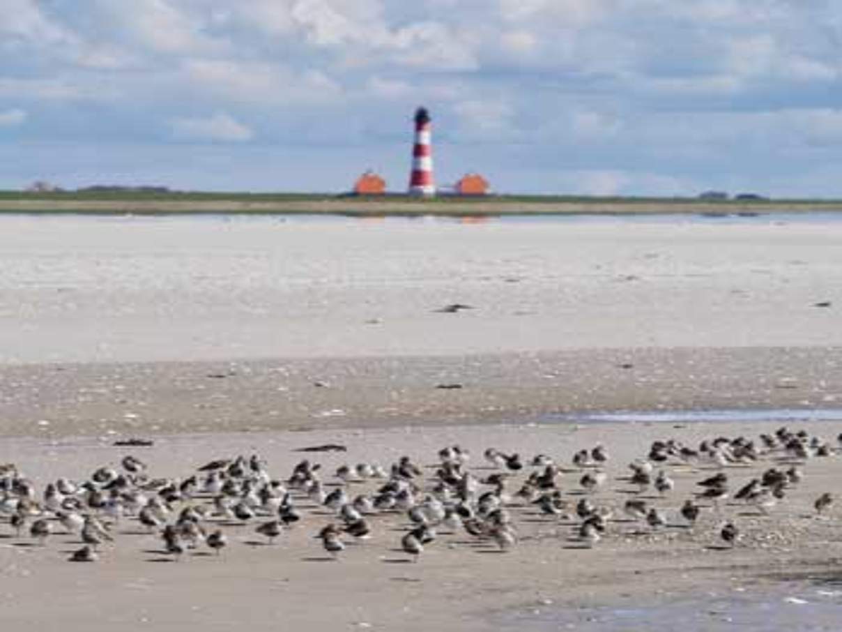 Das Wattenmeer ist ein wichtiger Rastplatz für Vögel ©Hans-Ulrich Rösner