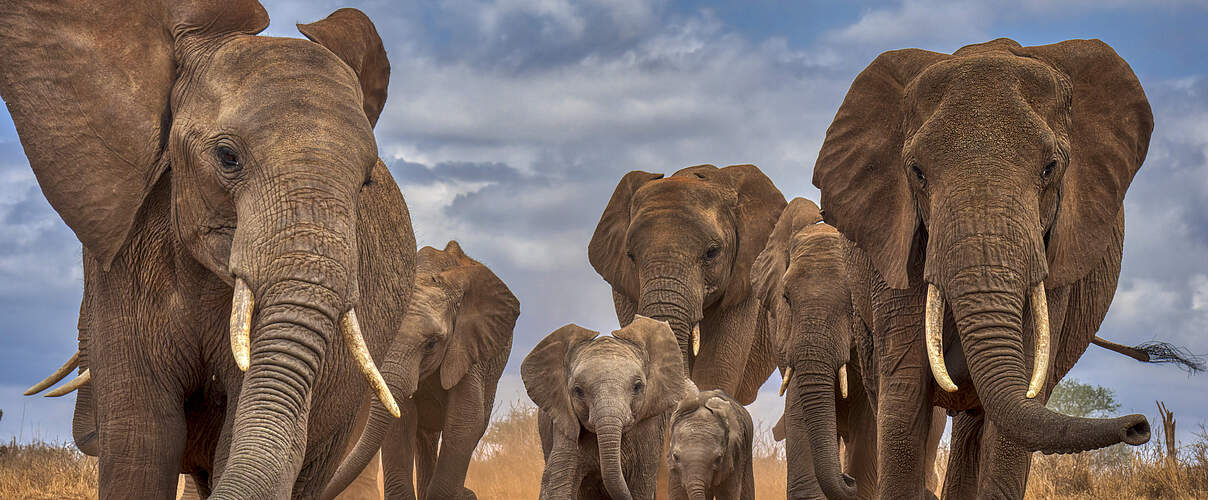 Herde Afrikanischer Elefanten © Andy Rouse/www.naturepl.com
