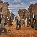 Herde Afrikanischer Elefanten © Andy Rouse/www.naturepl.com