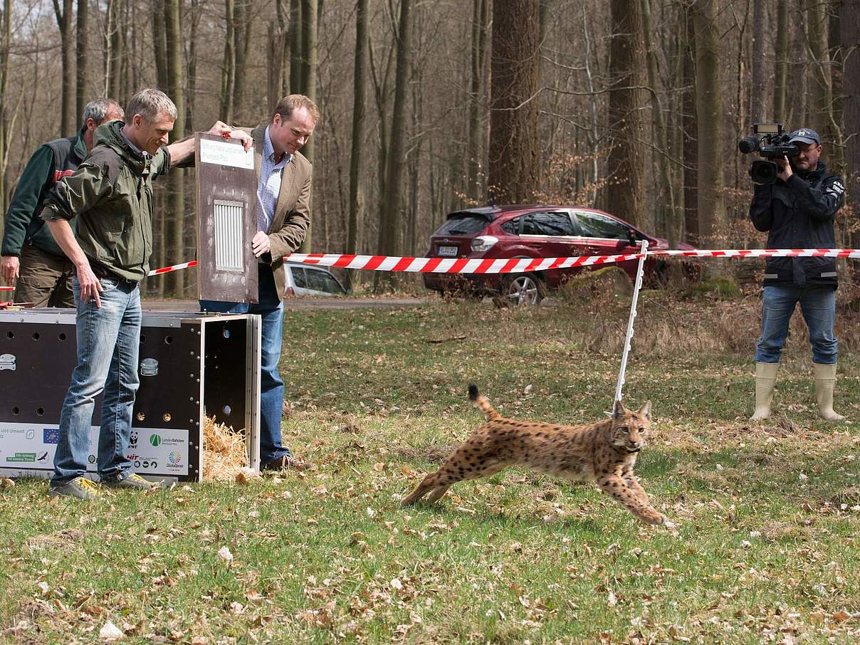 Luchs-Weibchen Bell © SNU / Martin Greve