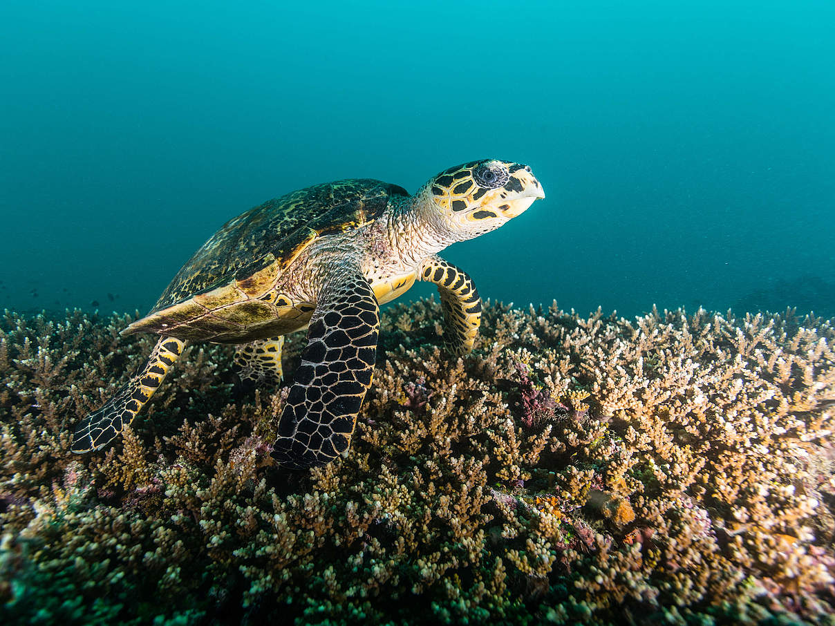 Meeresschildkröte vor Mafia Island © Ngoteya Wild / Blue Action Fund / WWF Tansania