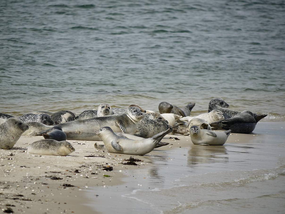 Der Seehund ist geschützt und kommt wieder in großer Zahl im Wattenmeer vor © Hans-Ulrich Rösner / WWF