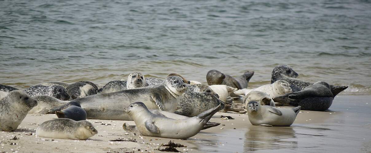 Der Seehund ist geschützt und kommt wieder in großer Zahl im Wattenmeer vor © Hans-Ulrich Rösner / WWF