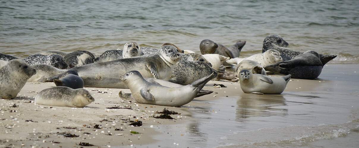 Der Seehund ist geschützt und kommt wieder in großer Zahl im Wattenmeer vor © Hans-Ulrich Rösner / WWF