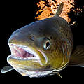 Atlantischer Lachs © Wild Wonders of Europe / Magnus Lundgren / WWF 