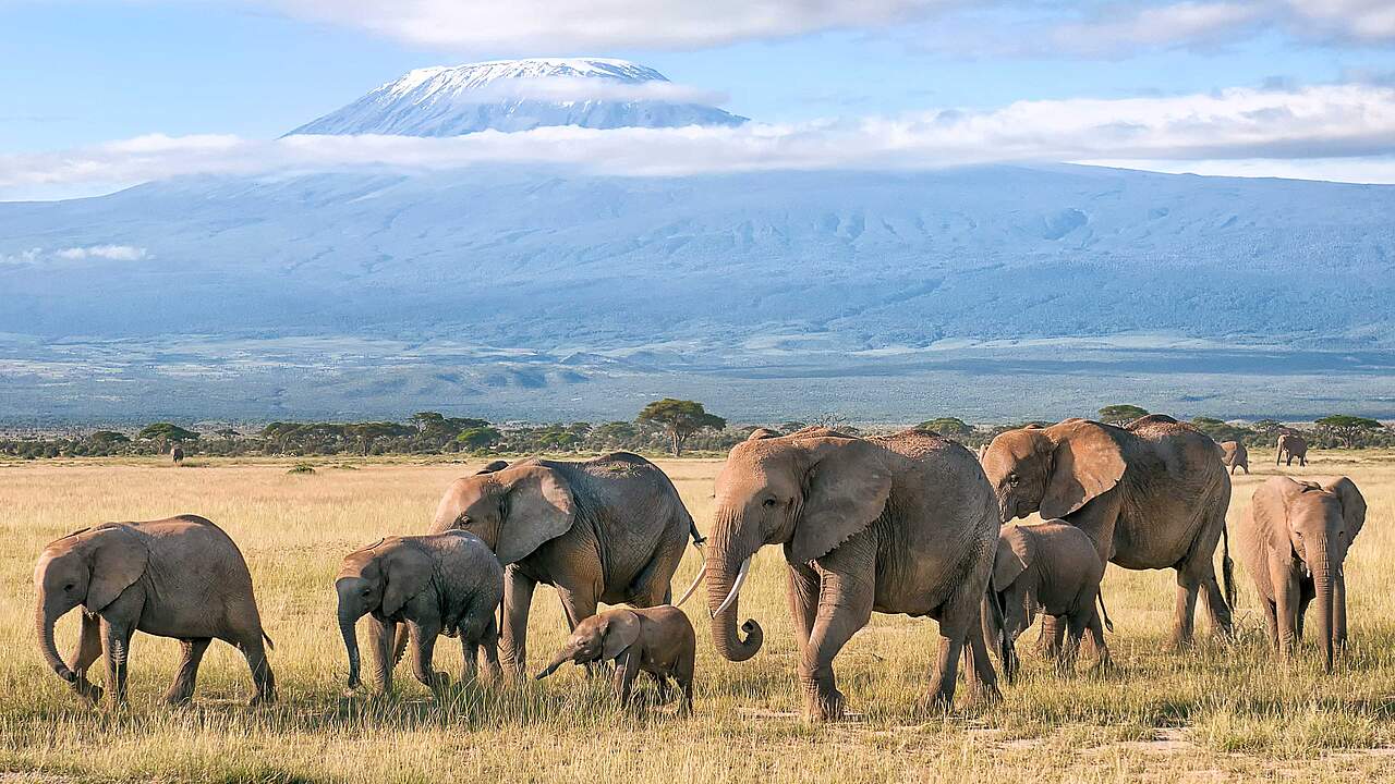 Buschelefanten im Nationalpark © Bea Binka