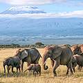 Buschelefanten im Nationalpark © Bea Binka