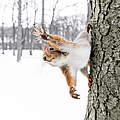 Eichhörnchen im Schnee © iStock / Getty Images