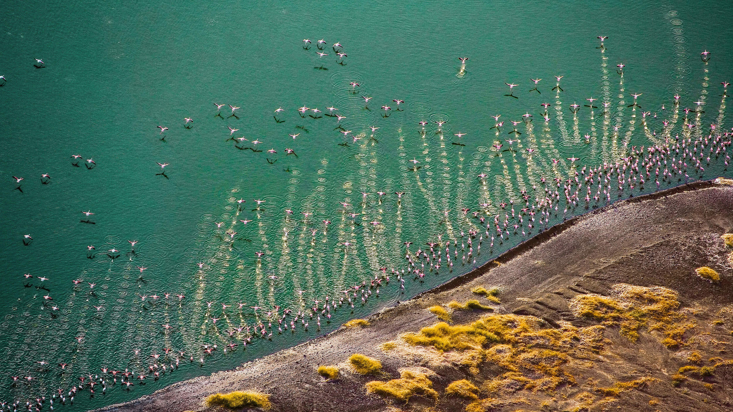 Flamingo-See, Kenia © Michael Poliza / WWF