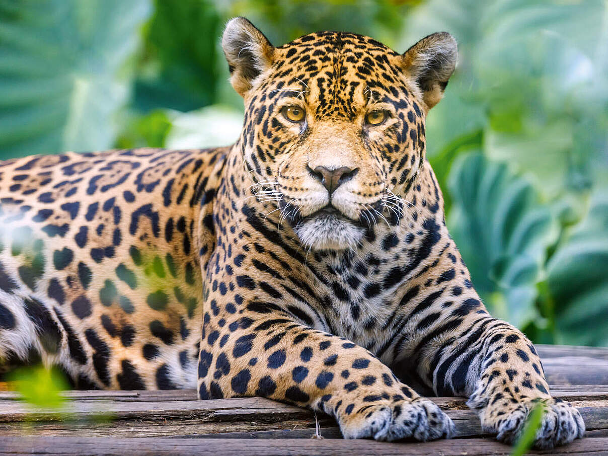Jaguar 