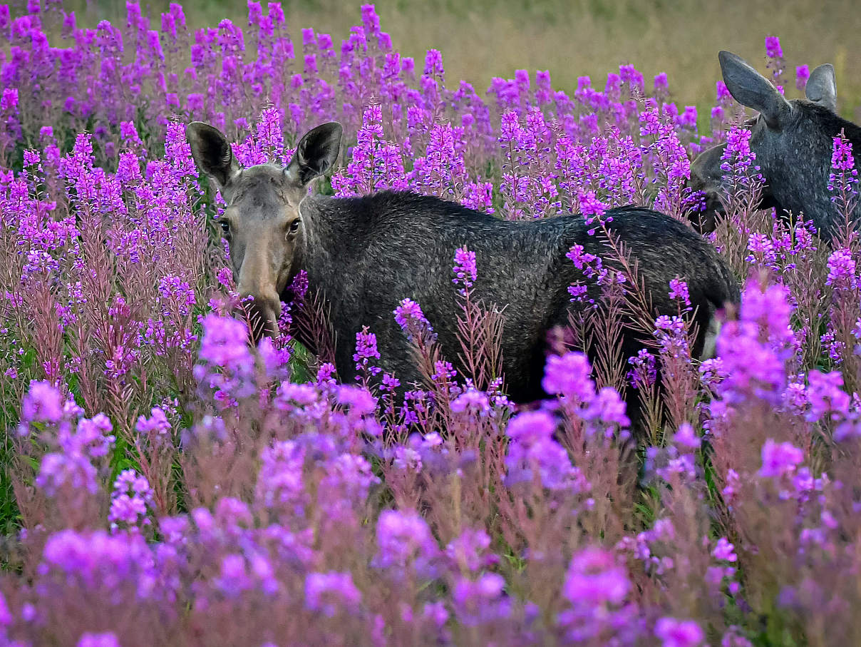 Elche sind nicht permanent Einzelgänger und können auch als lose Gemeinschaft zusammenkommen. © Moritz Klose/ WWF