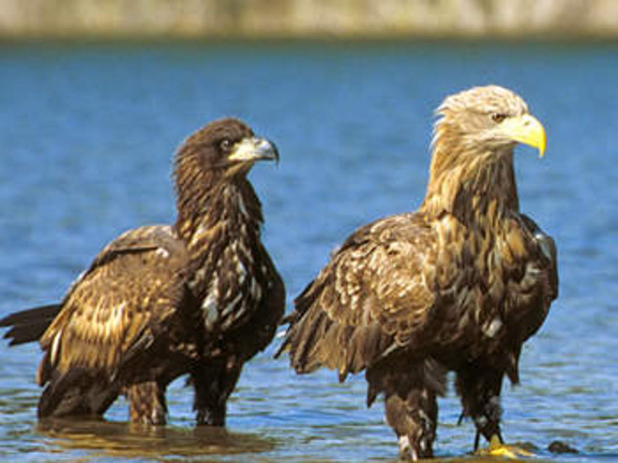 Seeadler. © WWF