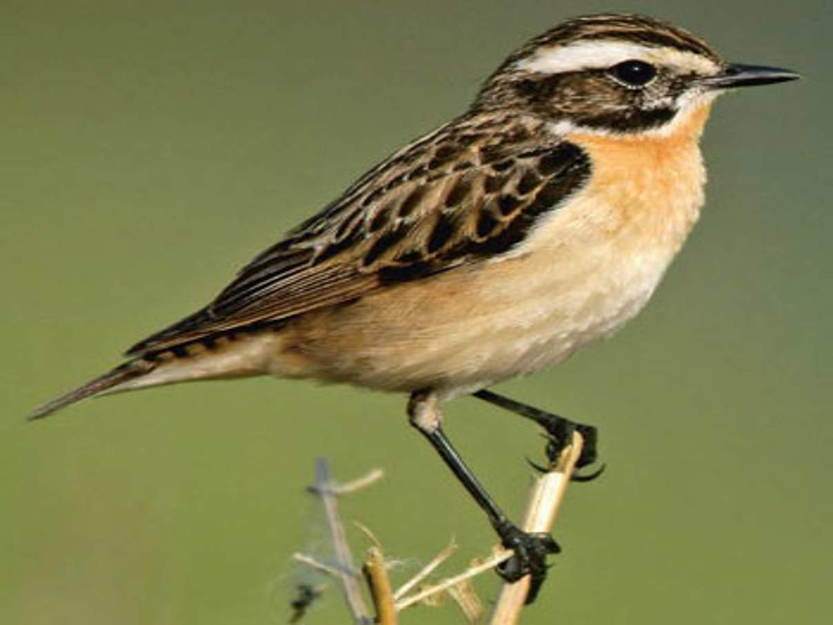 Braunkehlchen © iStock / Getty Images