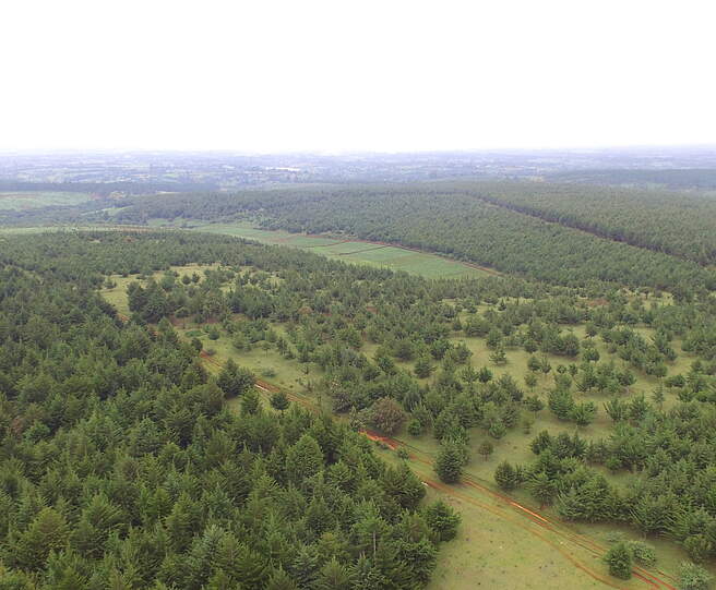 Der Kaptagat Wald in Kenia © WWF Kenia