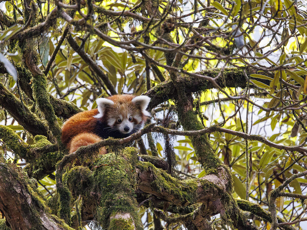 Der Lebensraum des Roten Pandas schrumpft mit der Zerstörung der Wälder
