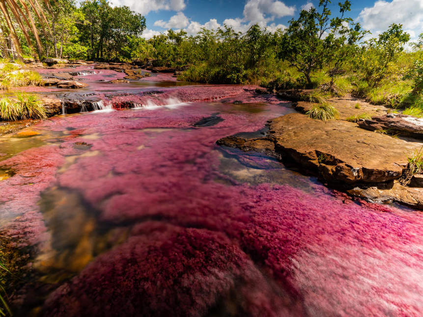 Bunter Algenteppich auf einem Fluss in La Lindosa, Kolumbien @ Louis Barreto