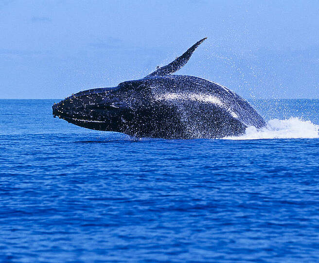 Buckelwal © Alexis Rosenfeld