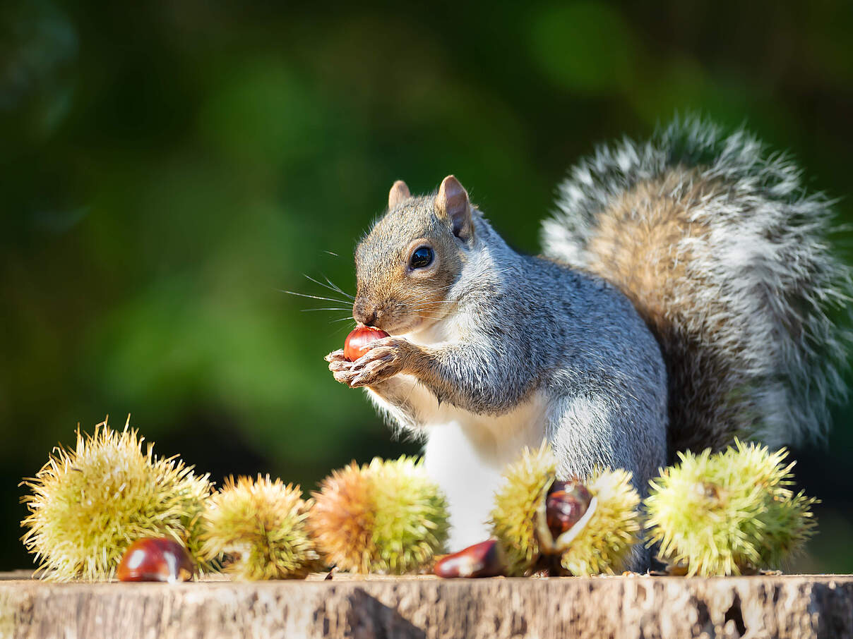 Ein Eichhörnchen frisst Esskastanien