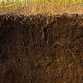Vertikaler Schnitt in die Erde © Clay Bolt / WWF USA