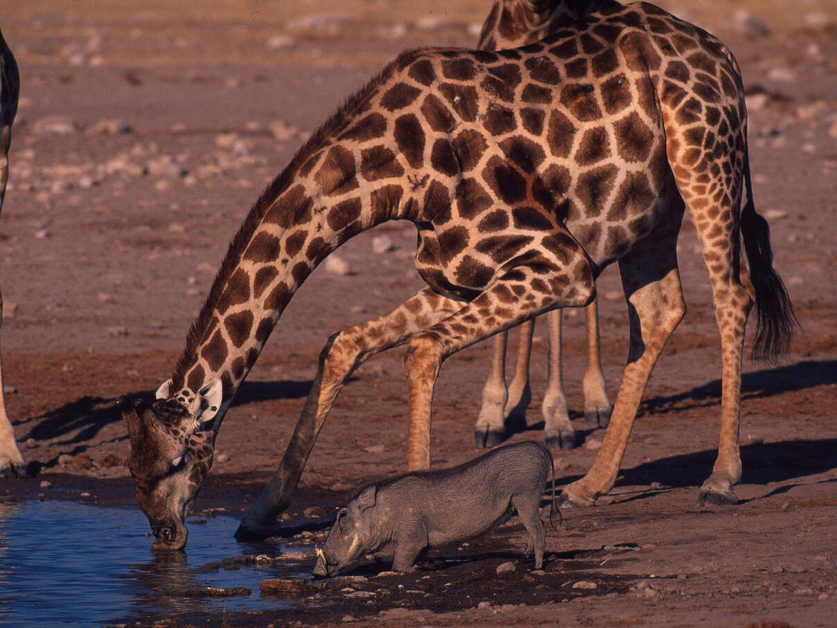 Eine Giraffe und ein Warzenschwein trinken an einer Wasserstelle