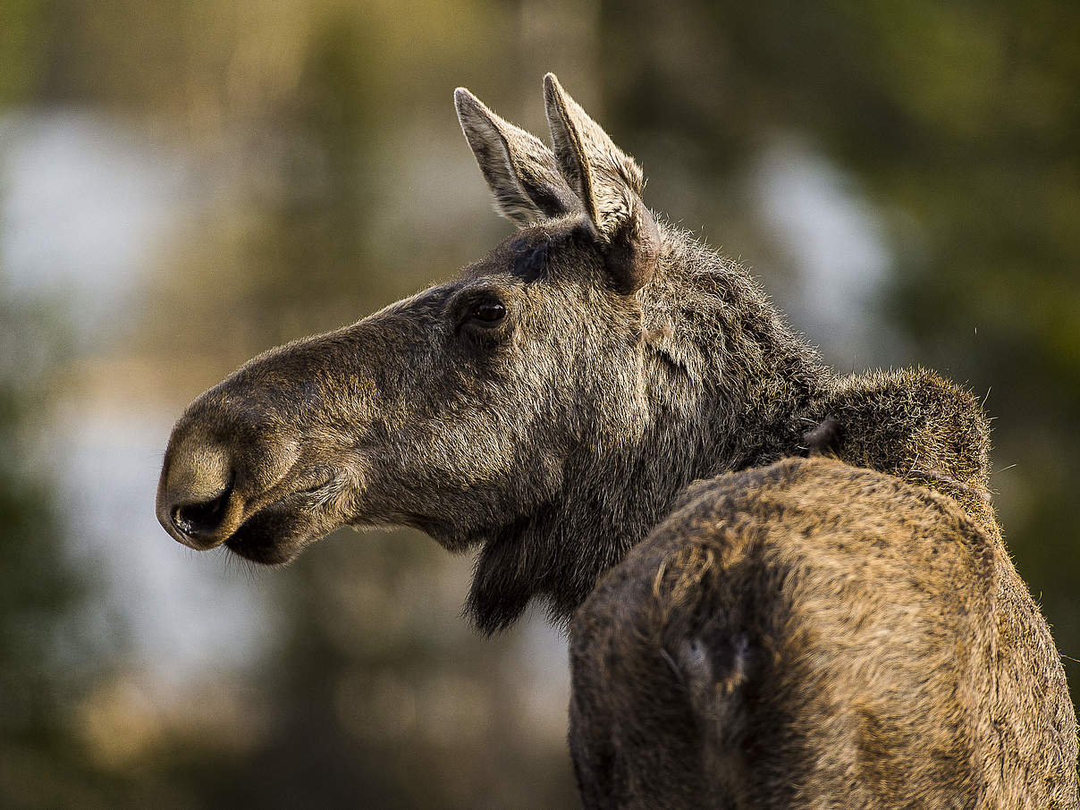 Ein junger Elch beobachtet aufmerksam die Umgebung. © Ola Jennersten / WWF-Sweden 