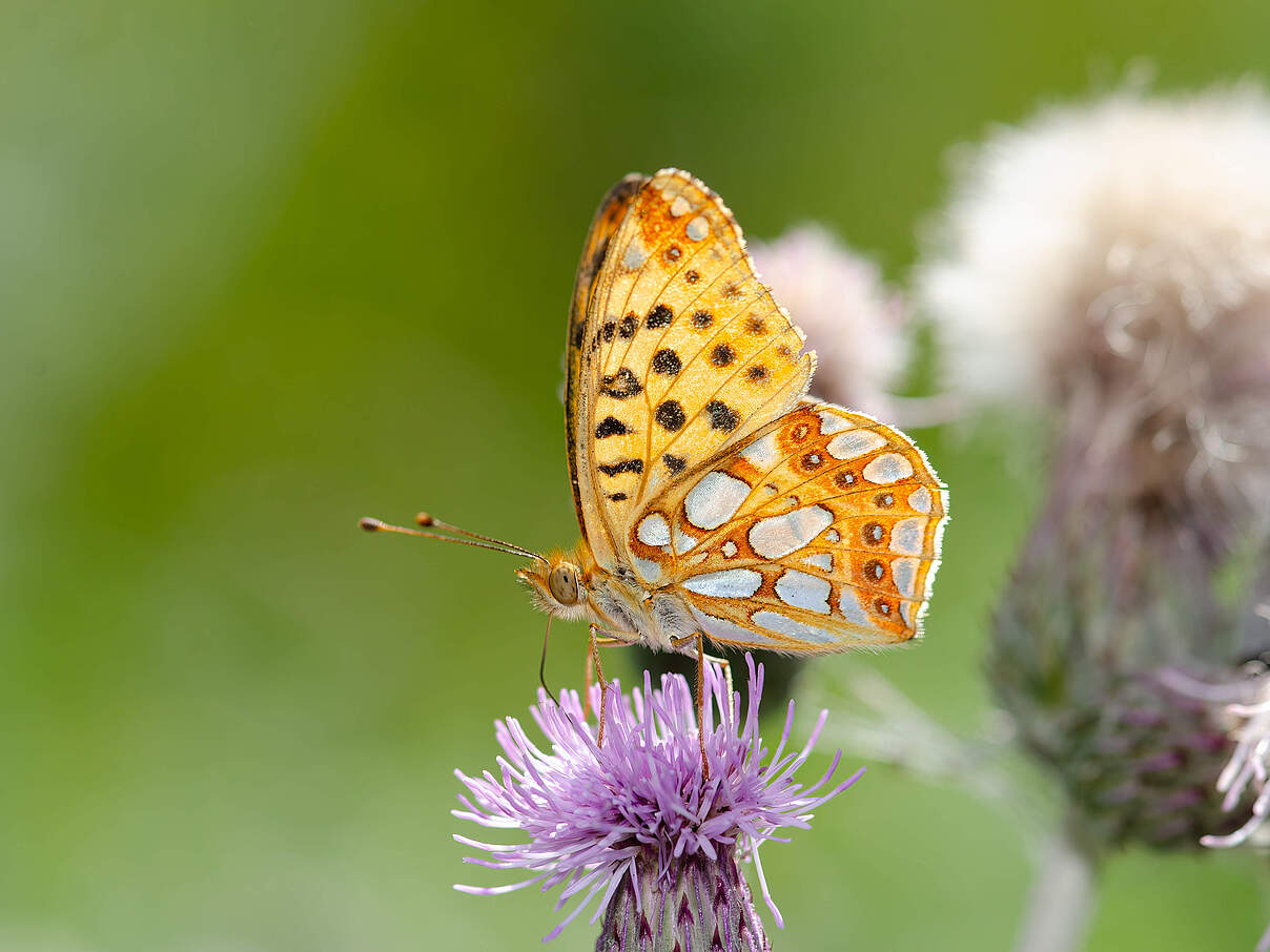 Kleiner Perlmuttfalter