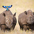Spitzmaulnashörner mit Gabelracke © Martin Harvey / WWF