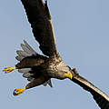 Seeadler © Ralph Frank / WWF