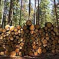 Holz aus nachhaltiger Quelle © iStock / Getty Images
