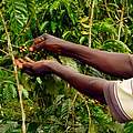 Kaffee-Ernte in Watsikengo, nahe dem Salonga-Nationalpark © C. Mpassi / WWF DRC